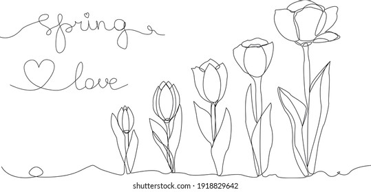 Tulips blooming in spring. Vector illustration of flowers in line art style for signboards, banners, templates and cards