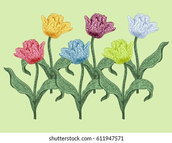 Tulips botanical illustration