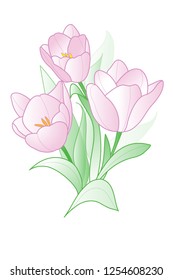 Tulips bouquet. Spring pink flowers on white background. Vector abstract drawing