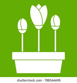 Tulips in box icon white isolated on green background. Vector illustration