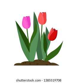 Tulips cartoon illustration. Red and pink flowers with green leaves. Spring flowers concept. Vector illustration can be used for topics like plants, gardening, springtime