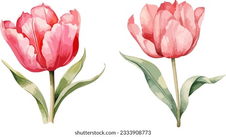 Tulips clipart, isolated vector illustration.