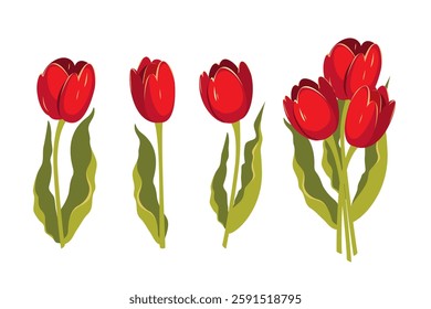 Tulips. Collection of red tulips, tulip bouquet. Vector illustration isolated on white background.