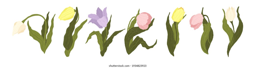 Tulips Collection. Vector hand drawn set of colorful tulips flowers isolated on white background. Wild spring wildflower with leaf in flat style. Symbol for Women's Day and Mother's Day.