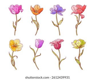 Tulips colorful flowers set. Beautiful spring blooms with leaves for Easter, Mother Day or Canadian Tulip Festival decor. Drawing vintage elements for design. Vector illustration