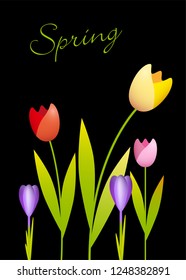 Tulips and crocuses on a black background