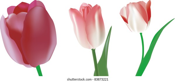 Tulips in different colors isolated on white background