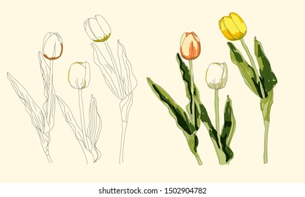 Tulips drawing on white background.illustation-vector.
