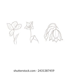 tulipanes dibujados en vector, flor de primavera. Tarjeta del Día de la Madre