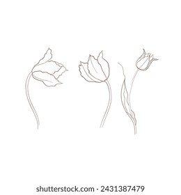 tulips drawn in vector, spring flower. Mother's Day card