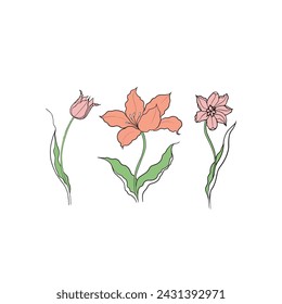 tulipanes dibujados en vector, flor de primavera. Tarjeta del Día de la Madre
