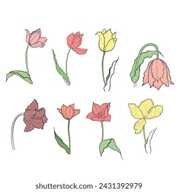 tulipanes dibujados en vector, flor de primavera. Tarjeta del Día de la Madre