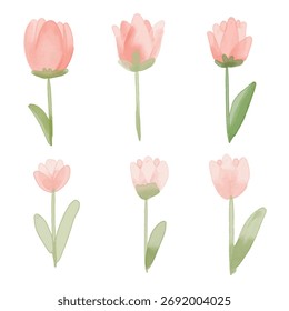 Tulips element set. hand draw watercolor painted isolated on white background. for design such as card, wallpaper and textile.  