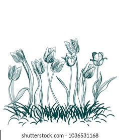 tulips engraved vector card illustration isolated