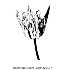 Tulips flower, black outline. Spring summer flower vector illustration.