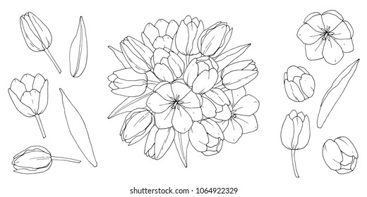 Tulips flower bouquet. Tulips Hand-drawn clip art. Tulip flowers graphic elements. Vector.