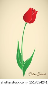 Tulips flower .can be used as a background, banner. vector illustration