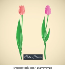 Tulips flower .can be used as a background, banner. vector illustration