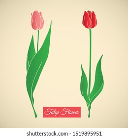 Tulips flower .can be used as a background, banner. vector illustration