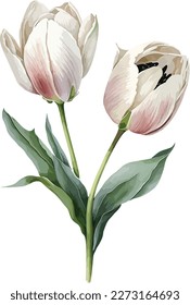 Tulips Flower, clipart, isolated vector illustration.