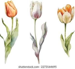 Tulips Flower, clipart, isolated vector illustration.