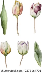 Tulips Flower, clipart, isolated vector illustration.