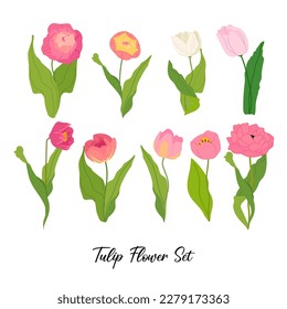 Tulips flower and leaves vector set isolated on white background. Spring flowers botany illustration