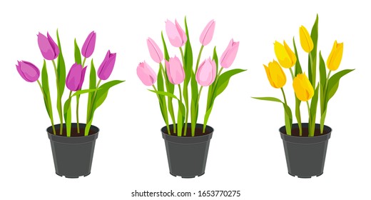 Tulipanes en macetas de flores. Flores de primavera. Semillas para el jardín. Conjunto de tulipanos aislados sobre un fondo blanco. Flores amarillas, rosas, fucsia. Imagen vectorial