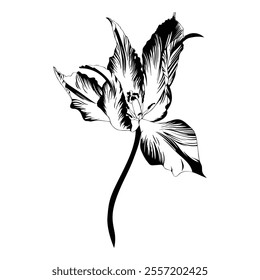 Tulips flowers, black outline on white background. Spring summer flowers vector illustration.