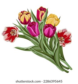 Tulips flowers bouquet, vector hand drawn illustration of blooming tulips imitating watercolor drawing, vector isolated on white background. Tulips for posters, greeting cards and party invitations.