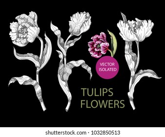 Tulips flowers drawing in different style graphic and realistic. Trendy vector illustration.