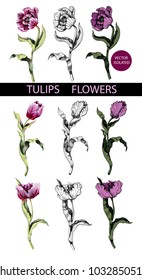 Tulips flowers drawing in different style graphic and realistic. Trendy vector illustration.