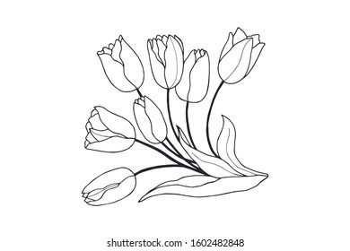 tulips flowers. eps10 vector stock illustration. hand drawing
