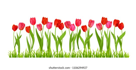 Tulips flowers isolated
