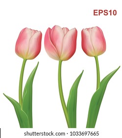 Tulips flowers on white background. Vector illustration