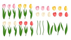Tulips Flowers Set. Floral Plants With Bright Petals. Botanical Vector Illustration On Isolated Background. Spring Flowers For Women's Day, Mother's Day, Easter And Other Holidays.