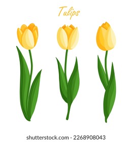 Tulips flowers set. Floral plants with yellow petals. Botanical vector illustration on isolated background.