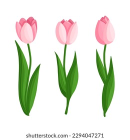 Tulips flowers set. Floral plants with pink petals. Botanical vector illustration on isolated background.