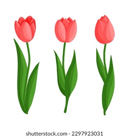 Flores de tulipanes. Plantas florales con pétalos rojos. Ilustración del vector botánico sobre fondo aislado.