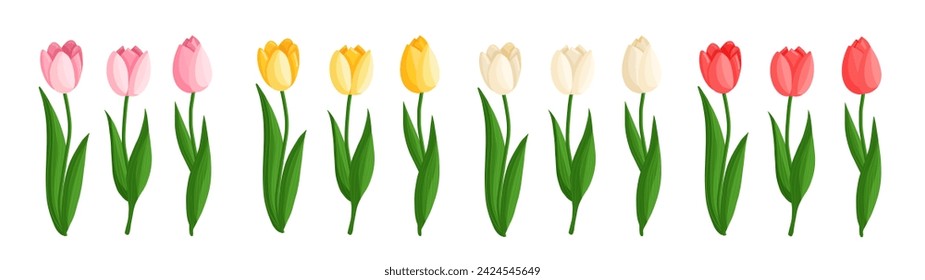 Tulips flowers set. Floral plants with bright petals. Botanical vector illustration on isolated background. Spring flowers for women's day, mother's day, easter and other holidays.