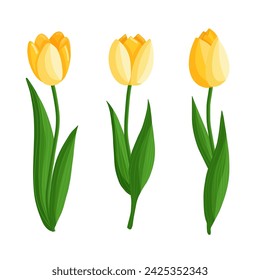 Tulips flowers set. Floral plants with yellow petals. Botanical vector illustration on isolated background.