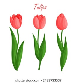 Tulips flowers set. Floral plants with red petals. Botanical vector illustration on isolated background.