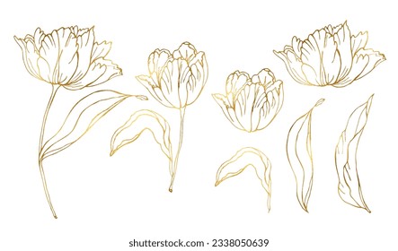 Tulips golden flower with leaves set, hand drawn vector illustration isolate illustration 