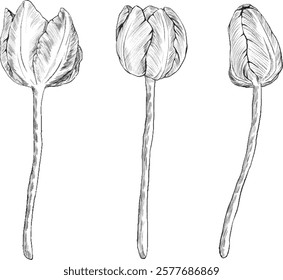 Tulipas em gráfico preto e branco estilo linha arte esboço flor. Tulipas desenhadas à mão desenho preto. Ilustração do Vetor EPS10 no estilo de estrutura de tópicos. Conjunto de tulipas