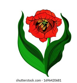 Tulips - graphics. Spring flowers. Vector drawing. Use printed materials, signs, objects, sites, maps, posters, postcards, packaging.