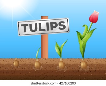 Tulips growing from underground illustration