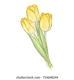 Tulips. Hand draw of flower. Vector illustration. 