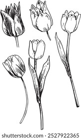 Tulips - hand drawn realistic vector flower illustration set