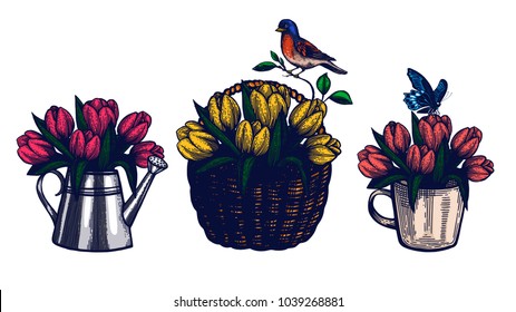 Tulips hand drawn set. Isolated vector botanical illustration. Bouquet in a glass. Watering can with flowers. Bouquet in a basket. Mug with flowers. Templates for invitation or packaging. Engraving