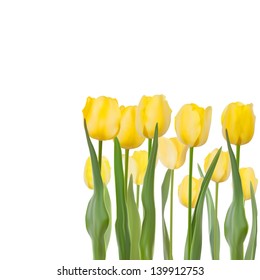 Tulips isolated on white background. And also includes EPS 8 vector